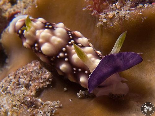 Goniobranchus geometricus from Timor-Leste