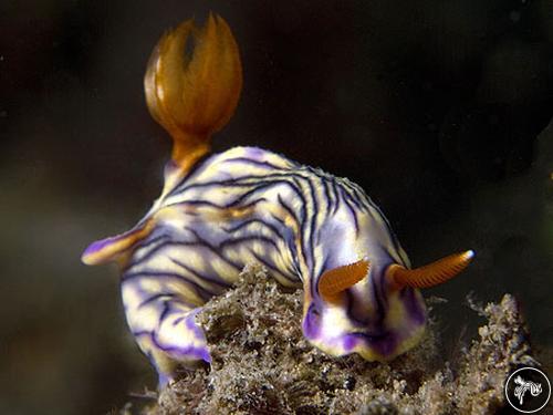 Hypselodoris zephyra from Timor-Leste