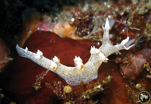 Bornella hermanni from Réunion