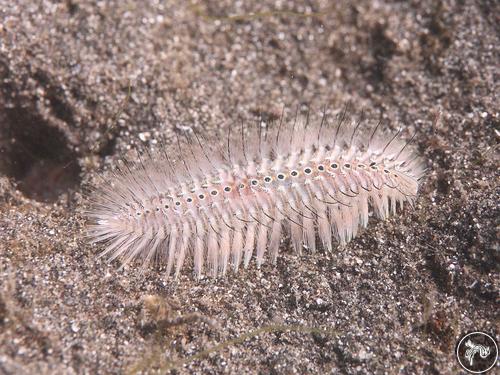 Unidentified polychaete worms from Bali, Indonesia