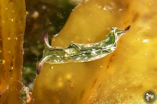 Elysia coodgeensis from New South Wales, Australia