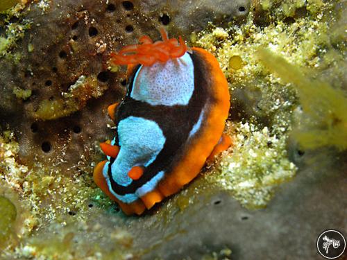 Chromodoris westraliensis from Australia