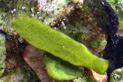 Bosellia sp. from New South Wales, Australia