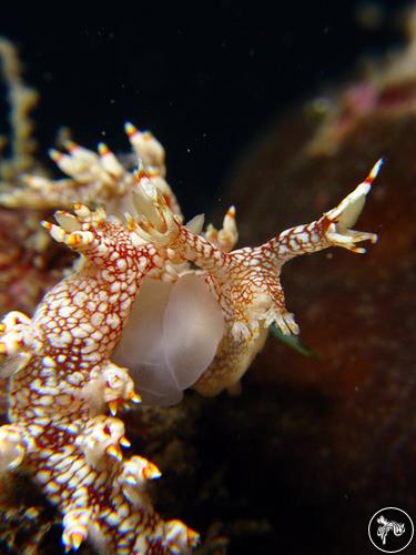 Bornella stellifer from North East Coast, Taiwan