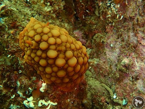 Archidoris wellingtonensis from New Zealand