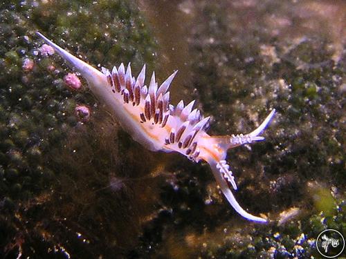 Facelinella quadrilineata from North East Coast, Taiwan