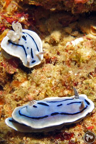 Chromodoris willani from Malaysia