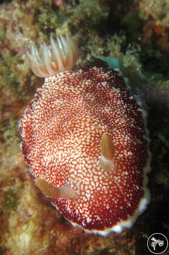 Goniobranchus reticulatus from Malaysia