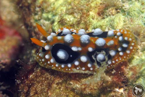 Phyllidia ocellata from Malaysia