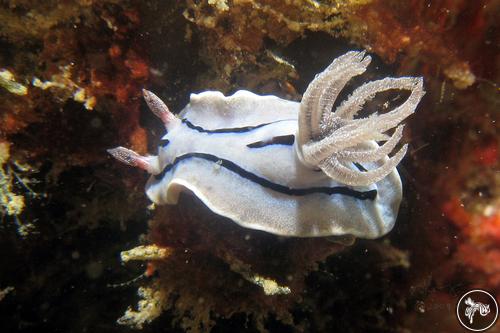 Chromodoris willani from Malaysia