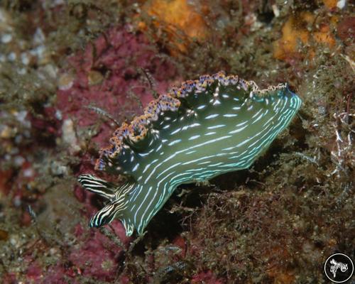 Elysia diomedea from Dominican Republic