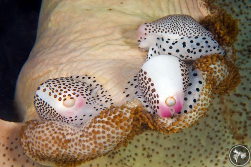 Calpurnus verrucosus from North Sulawesi, Indonesia