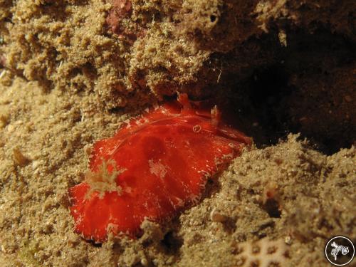 Platydoris angustipes from Puerto Rico