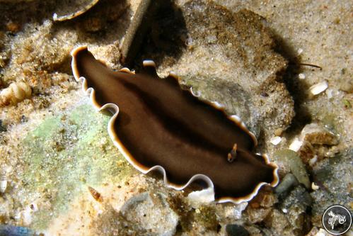 Callioplana marginata from New South Wales, Australia