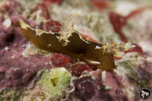 Trapania sp. from Indonesia