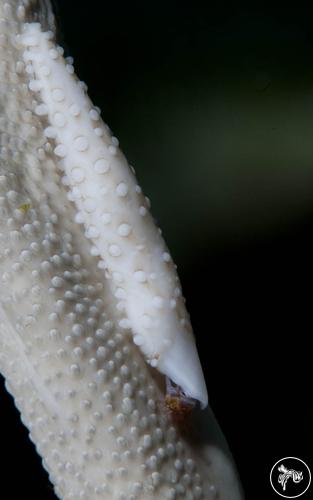 Aclyvolva lamyi from Halmahera, Indonesia