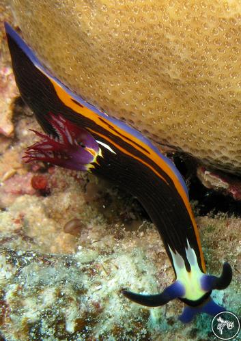 Nembrotha megalocera from Saudi Arabia