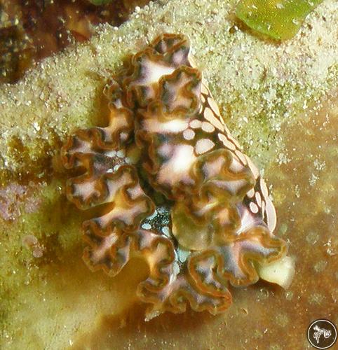 Elysia crispata from Honduras