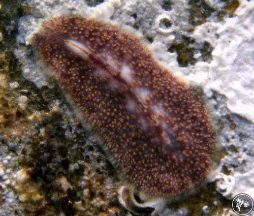 Cycloporus variegatus from New South Wales, Australia