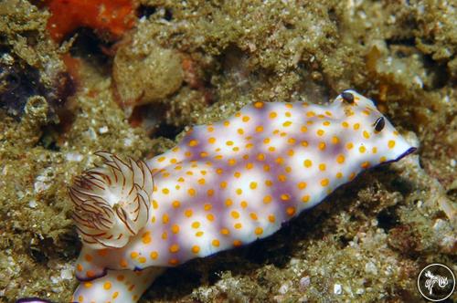 Hypselodoris pulchella from United Arab Emirates