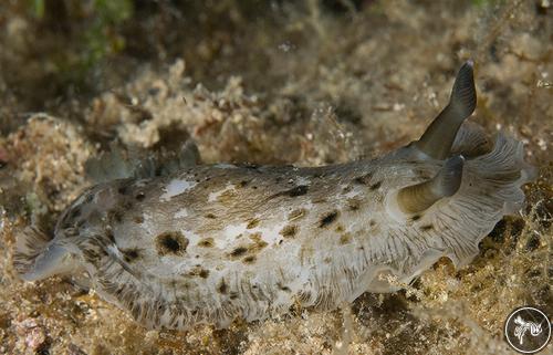 Dendrodoris grandiflora from Croatia, Croatia