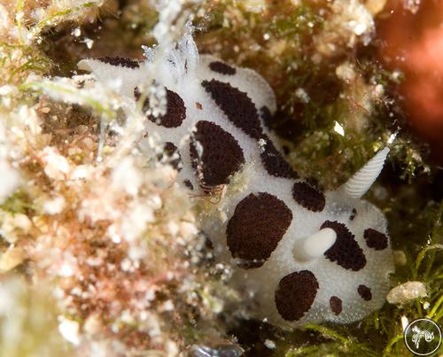 Peltodoris atromaculata from Croatia