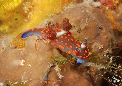 Nembrotha sp. from Philippines