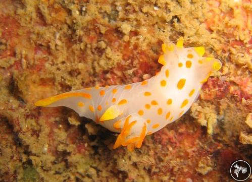 Polycera quadrilineata from Sweden