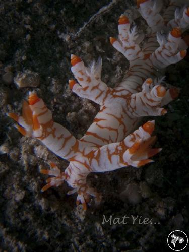 Bornella adamsii from Perhentian, Malaysia