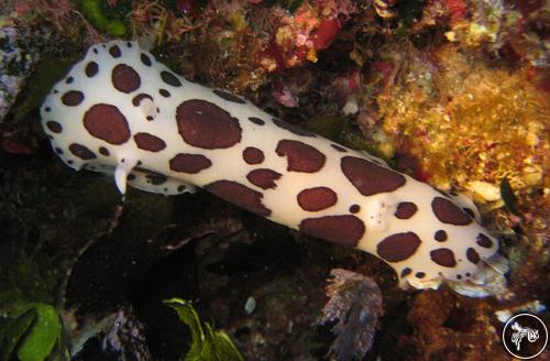 Peltodoris atromaculata from Malta