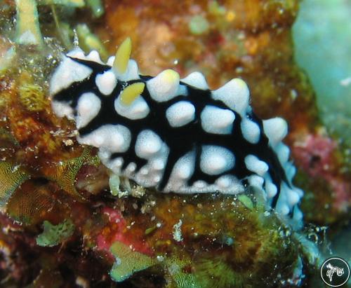 Phyllidia multifaria from Marsa Alam, Egypt