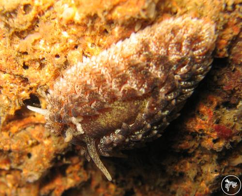 Aeolidia papillosa from Sweden