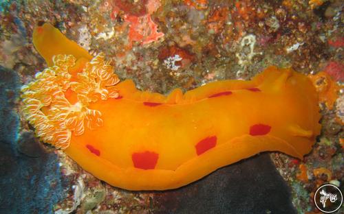 Hexabranchus sanguineus from Mozambique