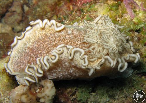 Glossodoris hikuerensis from Saudi Arabia