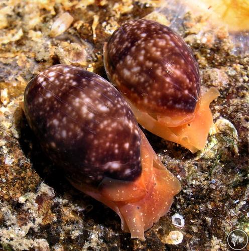 Bulla angasi from New South Wales, Australia