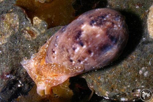 Bulla orientalis from New South Wales, Australia