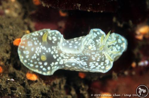 Ardeadoris tomsmithi from Taiwan, Taiwan