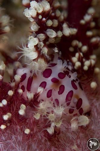 Diminovula aurantiomacula from Lembeh, Indonesia