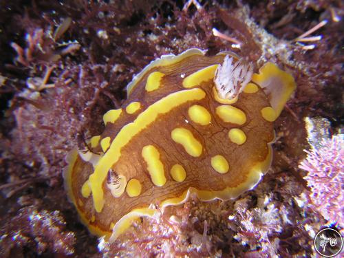 Halgerda theobroma from Australia