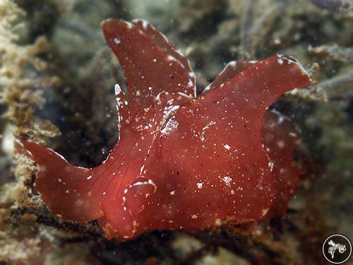 Aplysia extraordinaria from Sydney, Australia