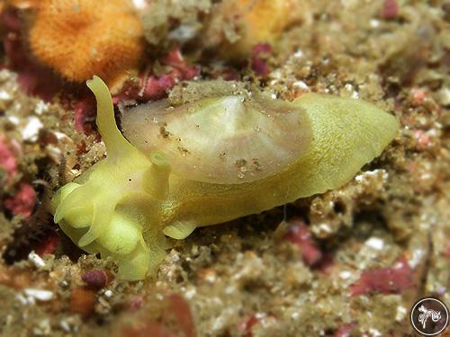 Tylodina corticalis from Sydney, Australia