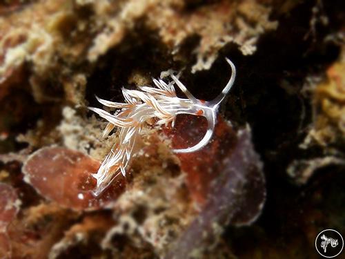 Cratena lineata from Nelson Bay, Australia