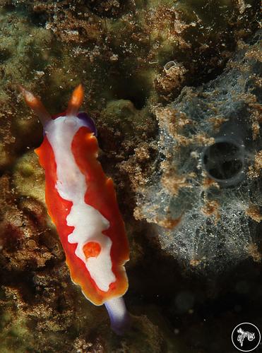 Thorunna montrouzieri from French Polynesia