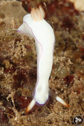 Thorunna daniellae from French Polynesia