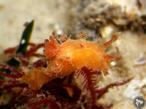 Kaloplocamus ramosus from Nelson Bay, Australia