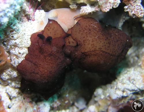 Berthella martensi from Australia