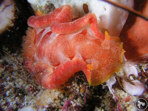 Hexabranchus sanguineus from Australia