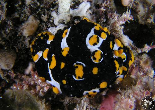 Phyllidia ocellata from Australia