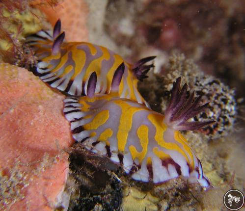 Chromodoris sp. from Australia