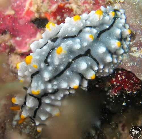 Phyllidia elegans from Malaysia